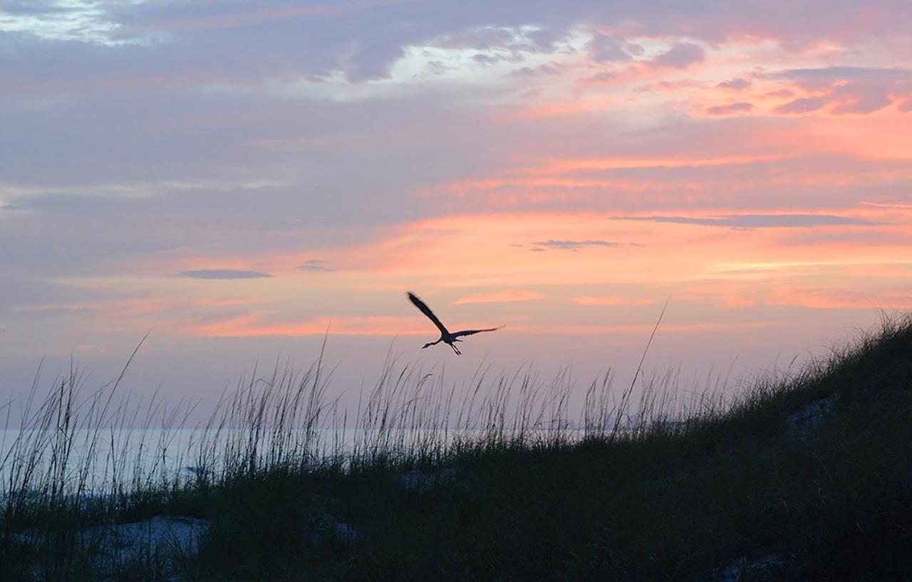 Regency Towers 710, 2 Bedrooms, Sleeps 8, Beachfront, Wi-fi, Pool, Complimentary Beach Chairs And Umbrella Apartment Panama City Beach